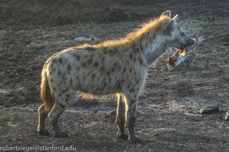 hyena in mara